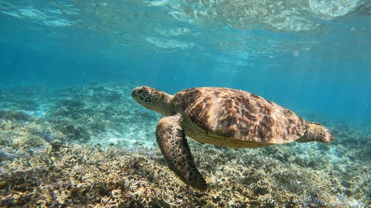 座間味インターナショナルゲストハウス 座間味村 エクステリア 写真
